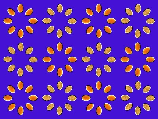 illusions-d-optique-graines-tournantes.jpg